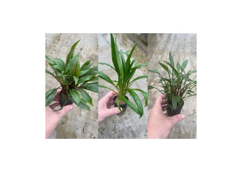 Assortiment Cryptocoryne mix pot 5cm (9x6)