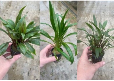 Assortiment Cryptocoryne mix pot 5cm (9x6)