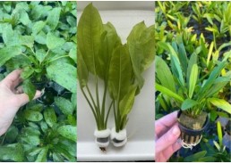 Lot 20 pots 5cm 8 : avec...