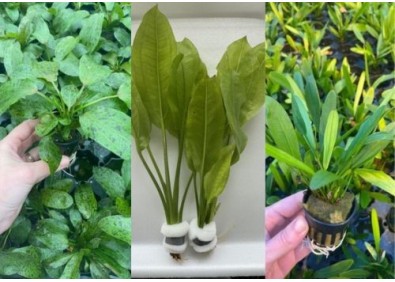 Lot 20 pots 5cm 8 : avec echinodorus