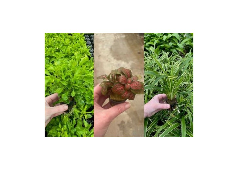 Lot 20 pots 5cm 9 : avec terrarium mix