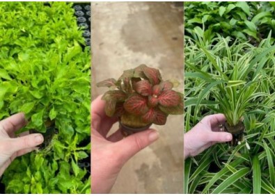 Lot 20 pots 5cm 9 : avec terrarium mix