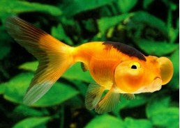 Bubble eyes rouge et noir