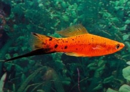 Xipho berlin red black