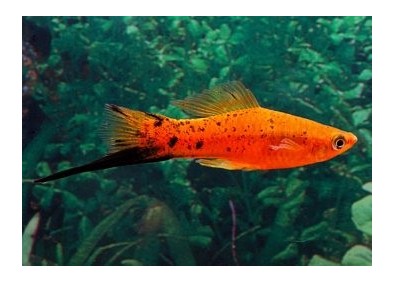 Xipho berlin red black