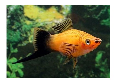 Xipho wagtail marigold