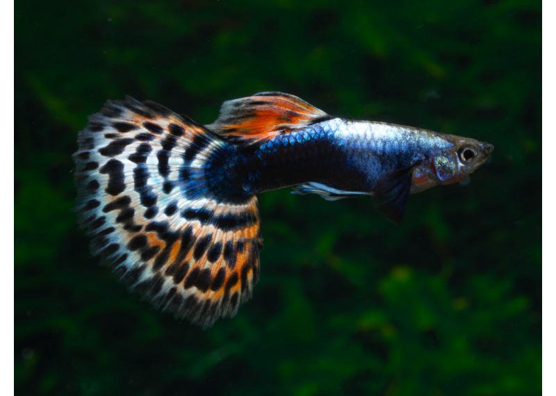 Guppy mâle select éléphant red/blue tige
