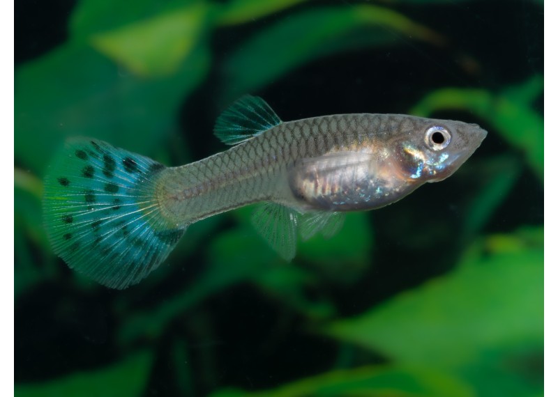 Guppy femelle premium Eur. bleu snakeski