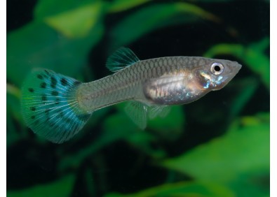 Guppy femelle premium Eur. bleu snakeski