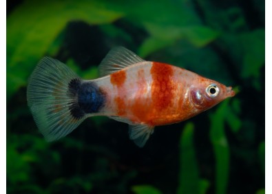 Platy coeur saignant