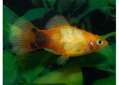 Platy mickey sunset