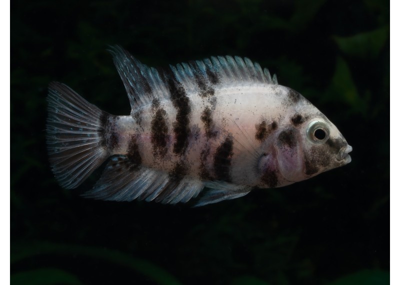 Amatitlania nigrofasciatum marbré