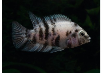 Amatitlania nigrofasciatum marbré