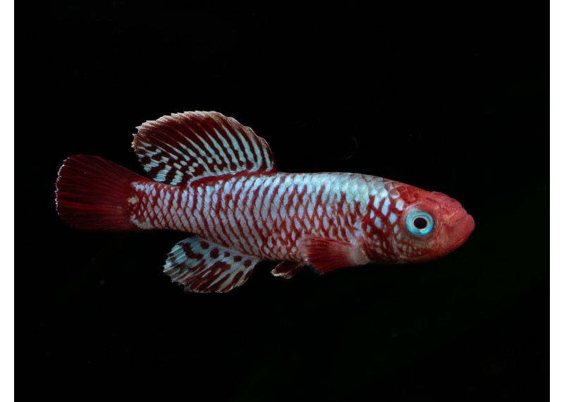 Nothobranchius eggersi (mâle)