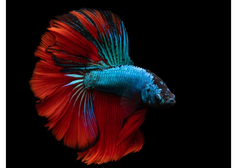 Betta HM select mâle blue & red dragon
