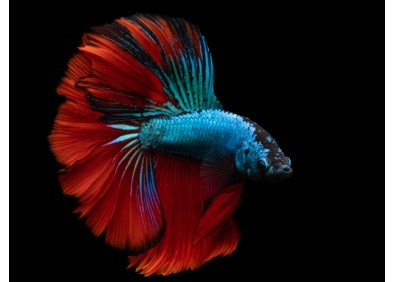 Betta HM select mâle blue & red dragon