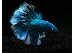 Betta HM select mâle...