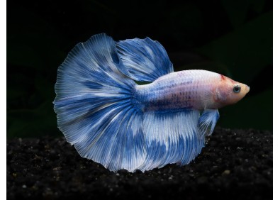Betta halfmoon select mâle blue marble
