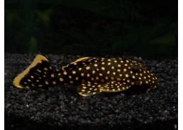 Baryancistrus L177