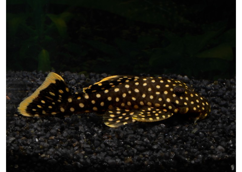 Baryancistrus L177