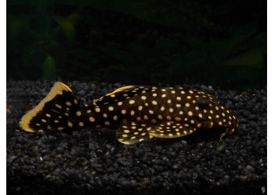 Baryancistrus L177