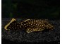 Baryancistrus L177
