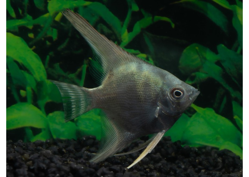 Scalaire sélect zébra bleu