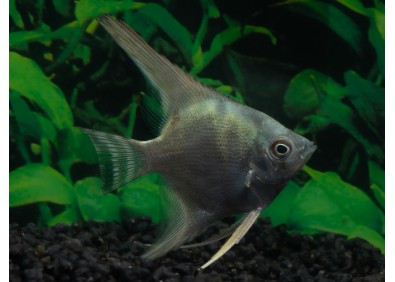 Scalaire sélect zébra bleu