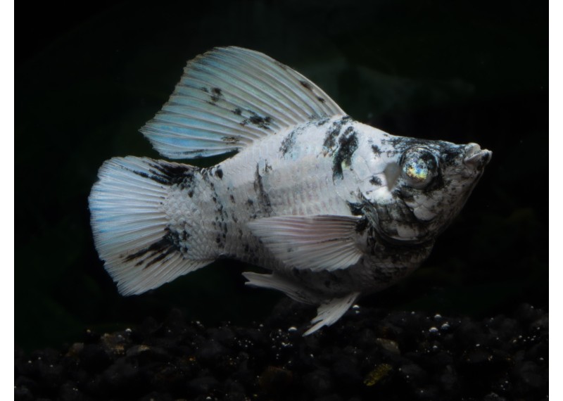 M. ballon shortbody zébra blue eyes