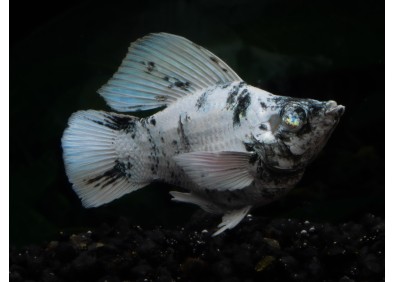 M. ballon shortbody zébra blue eyes