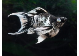 M. ballon lyre shortbody...