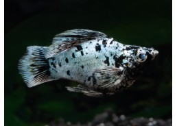 M. ballon shortbody dalmatien