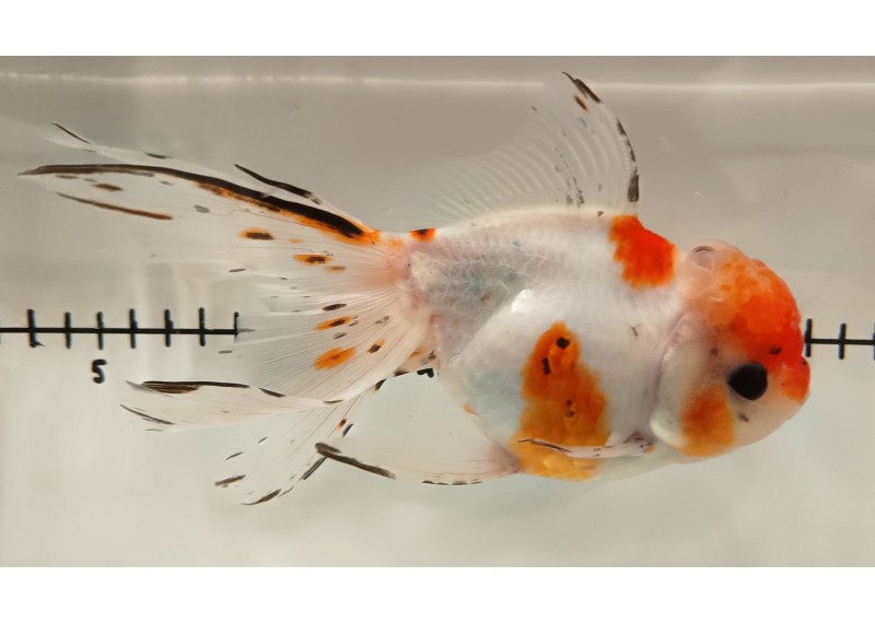 Japonais sur photo 31 (17,5 cm)