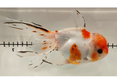 Japonais sur photo 31 (17,5 cm)