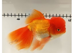 Japonais sur photo 36 (16 cm)