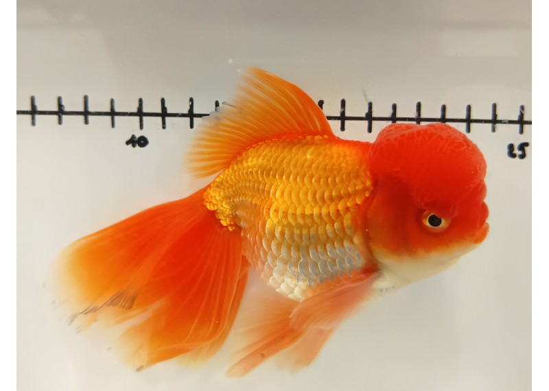 Japonais sur photo 36 (16 cm)