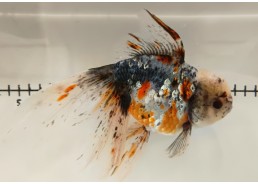 Japonais sur photo 37 (18 cm)