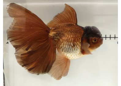 Japonais sur photo 38 (17 cm)