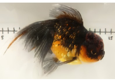 Japonais sur photo 39 (17,5 cm)