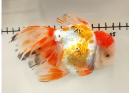 Japonais sur photo 40 (16 cm)