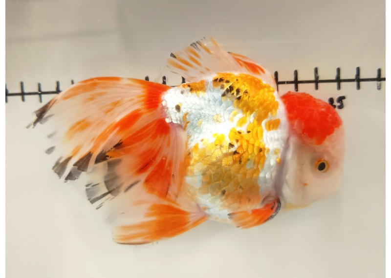 Japonais sur photo 40 (16 cm)