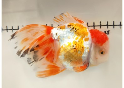 Japonais sur photo 40 (16 cm)