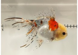 Japonais sur photo 41 (17 cm)