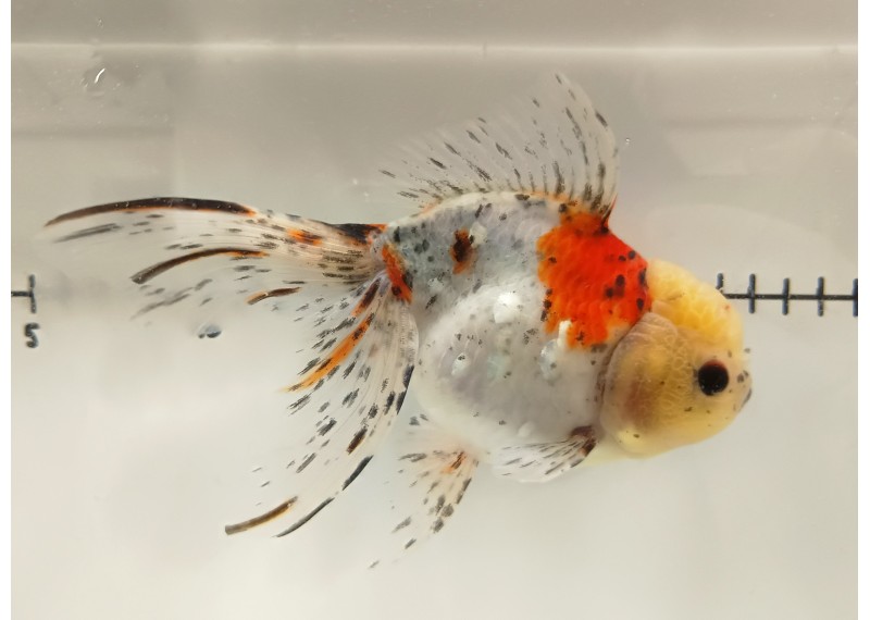 Japonais sur photo 41 (17 cm)