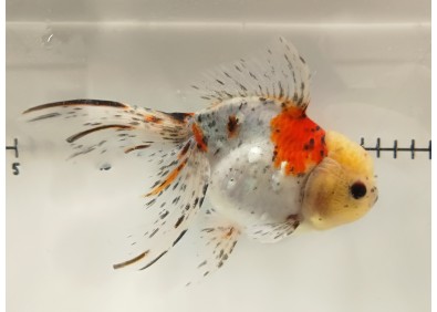 Japonais sur photo 41 (17 cm)