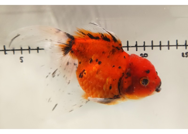 Japonais sur photo 42 (16 cm)