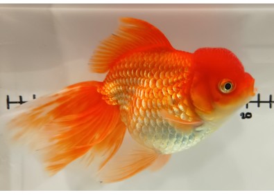 Japonais sur photo 43 (16 cm)