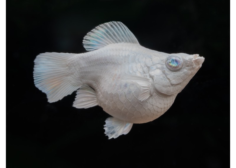 M. ballon shortbody platinum white blue