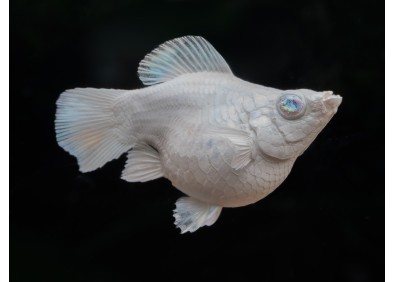 M. ballon shortbody platinum white blue