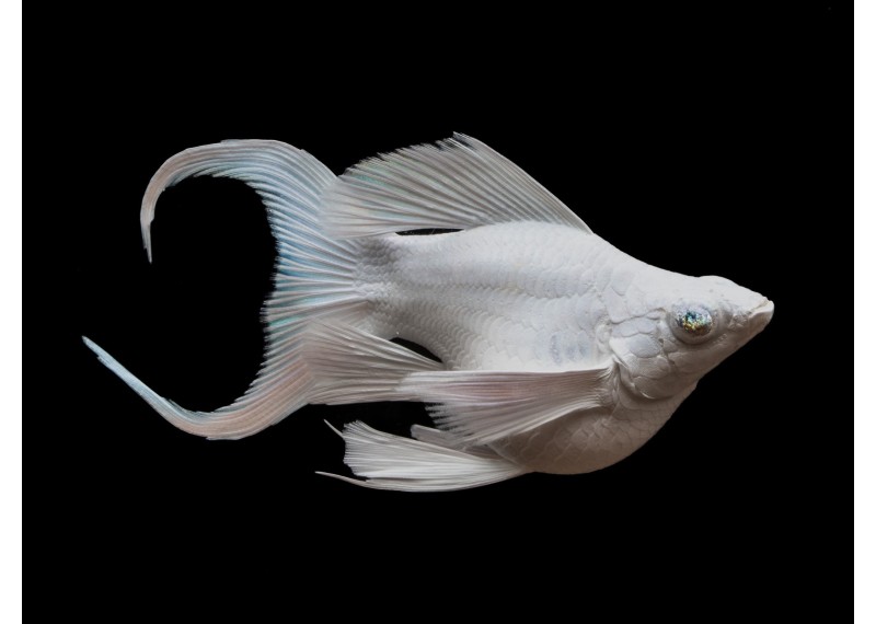 M. ballon lyre platinum white blue eyes